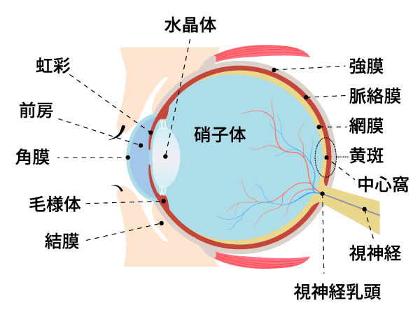 目の構造イラスト